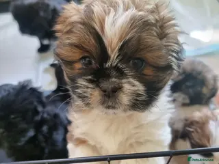 Shih Tzu dogs Shih tzu - Advert 21