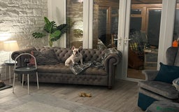 French Bulldog dogs for sale: Gorgeous 9 generation KC French bulldog - Image 7