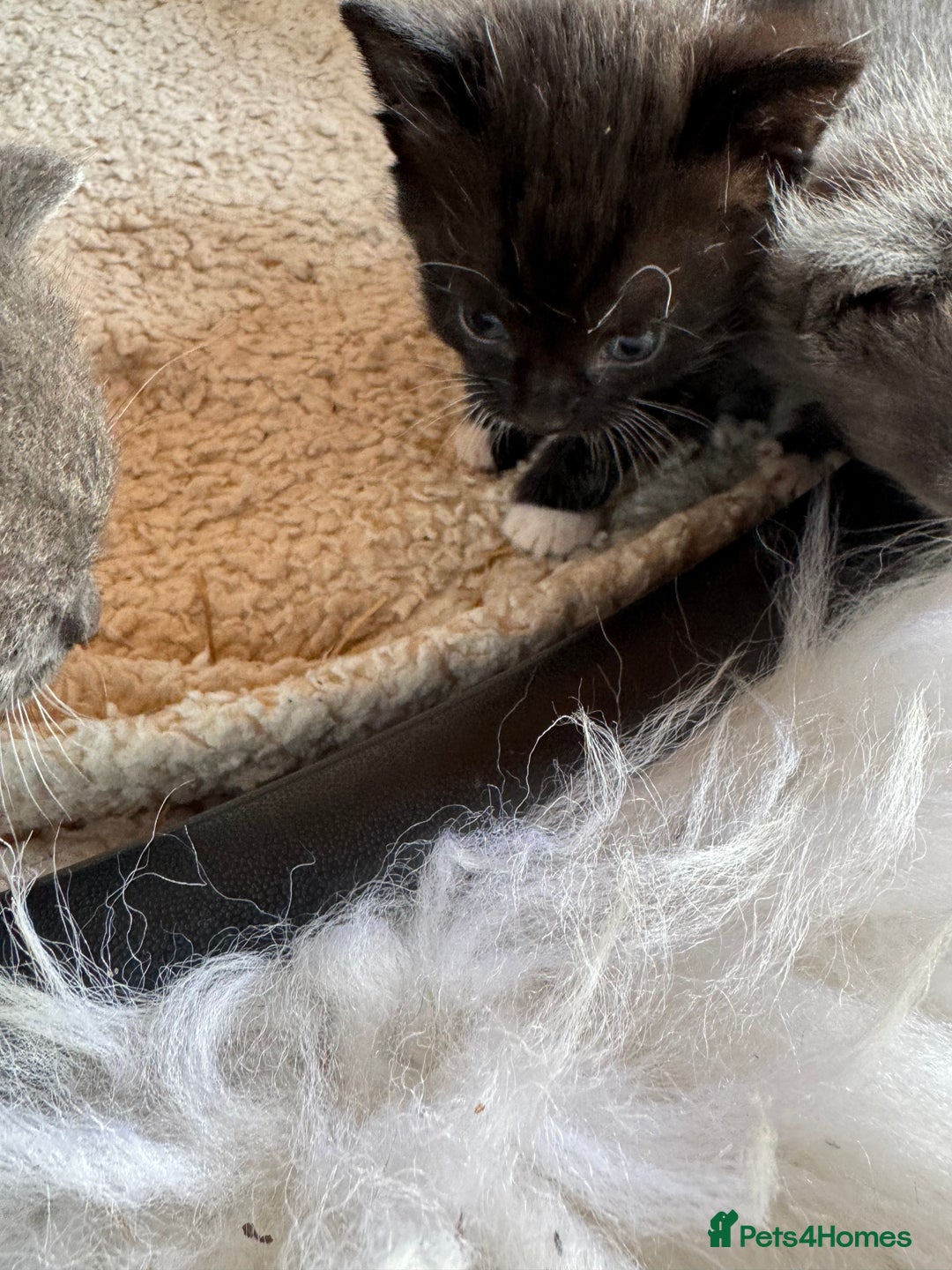 Mixed Breed cats for sale: Kittens for sale - Image 6