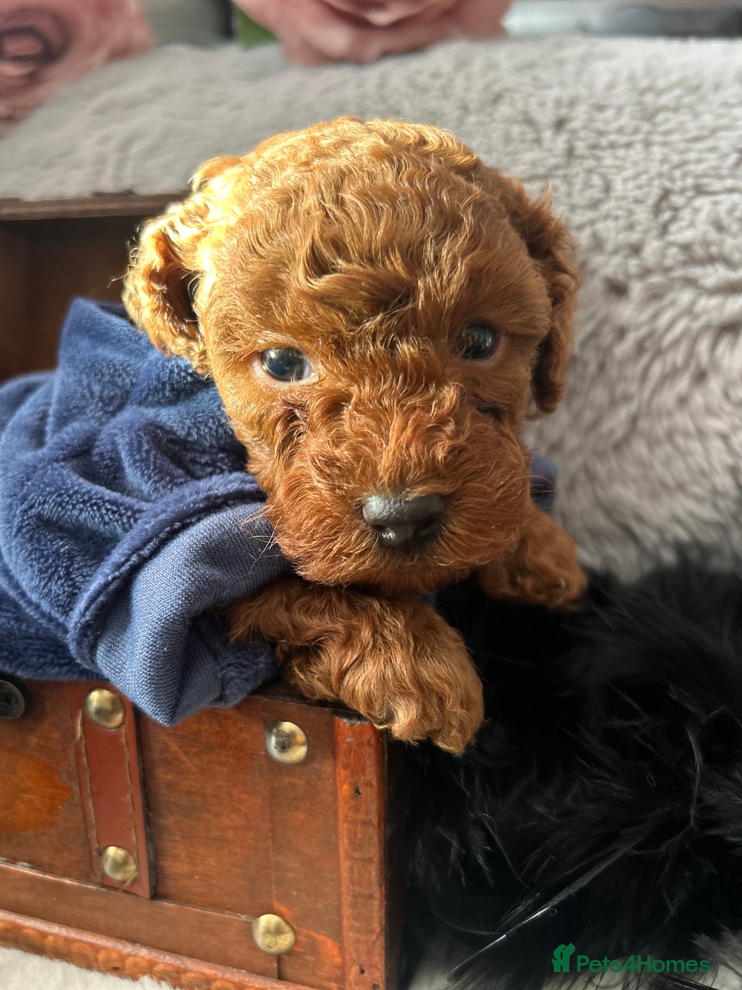 Toy Poodle dogs for sale: RED Toy Poodles  - Advert 11