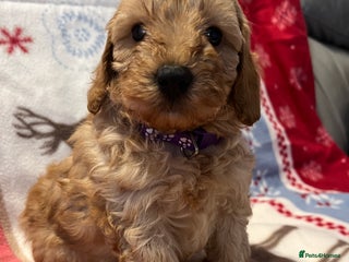 Cavapoochon dogs Cavapoochon Pups. Only 1 pup left .DNA Parents. - Advert 1