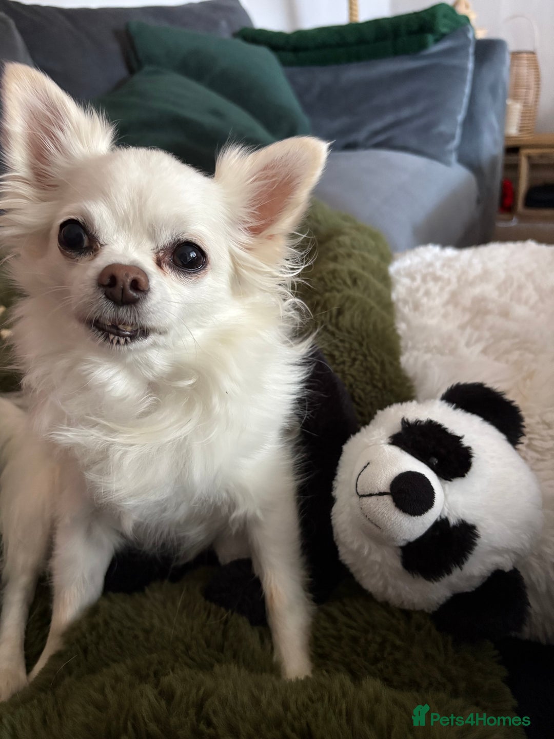 Chihuahua dogs for stud: Chihuahua Stud - Advert 4