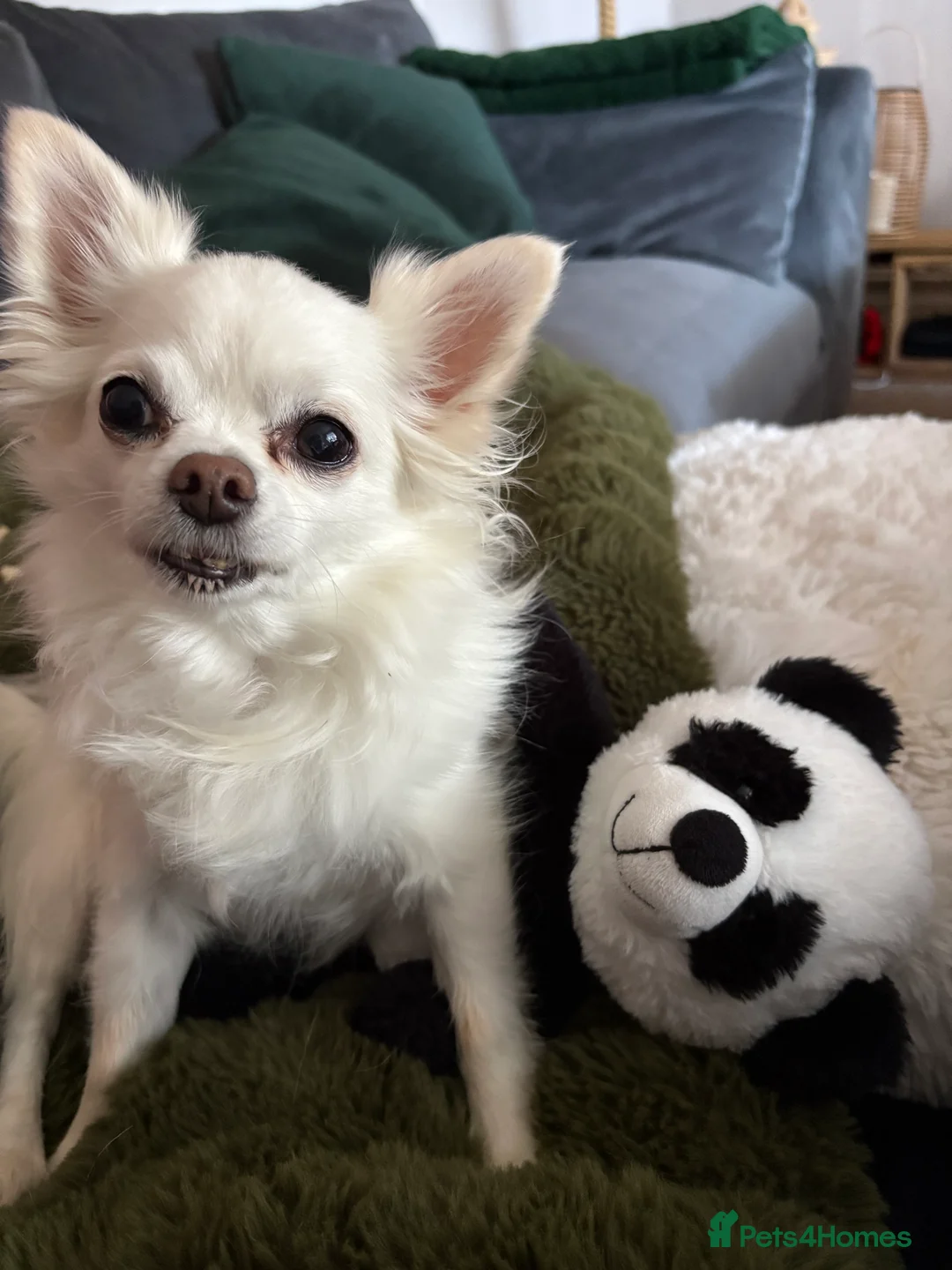 Chihuahua dogs for stud: Chihuahua Stud - Advert 4