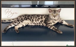 Bengal cats for sale: Silver Spotted Bengal Siblings Haja And Tala - Image 10