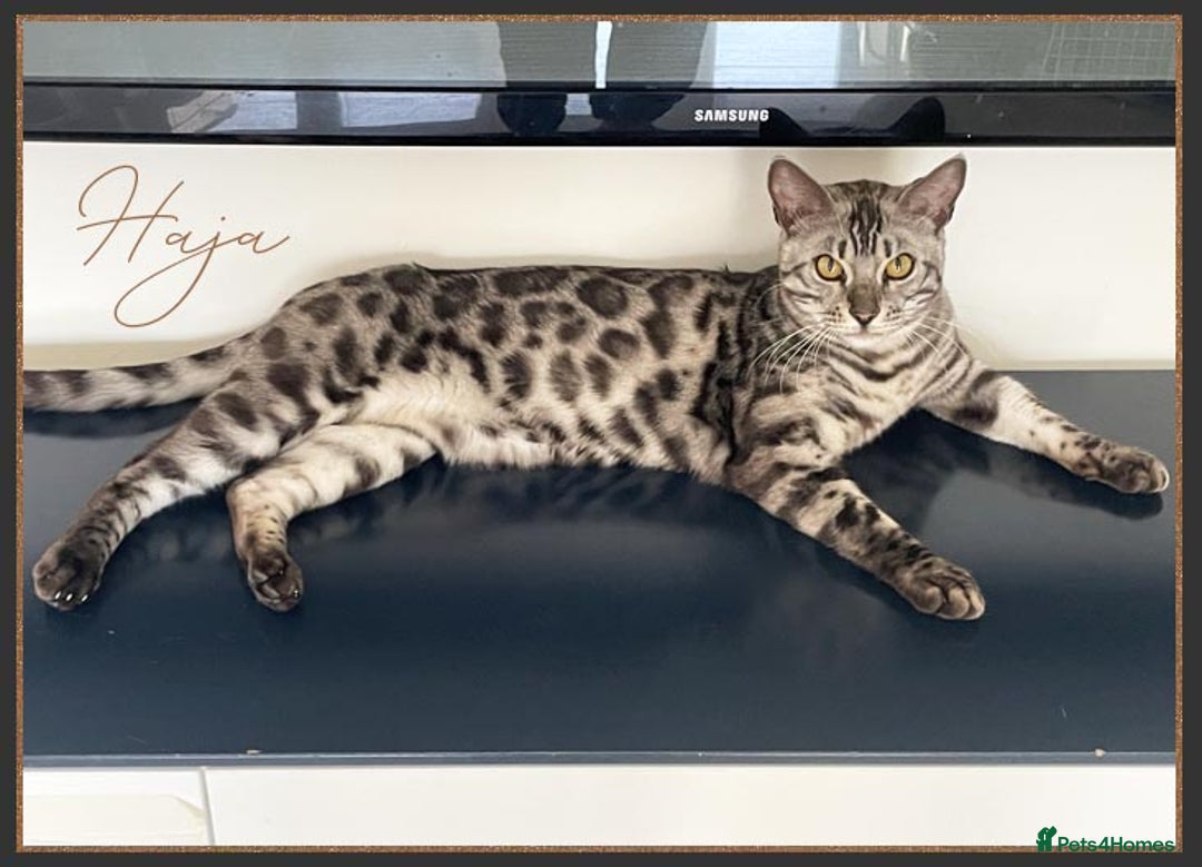 Bengal cats for sale: Silver Spotted Bengal Siblings Haja And Tala - Image 10