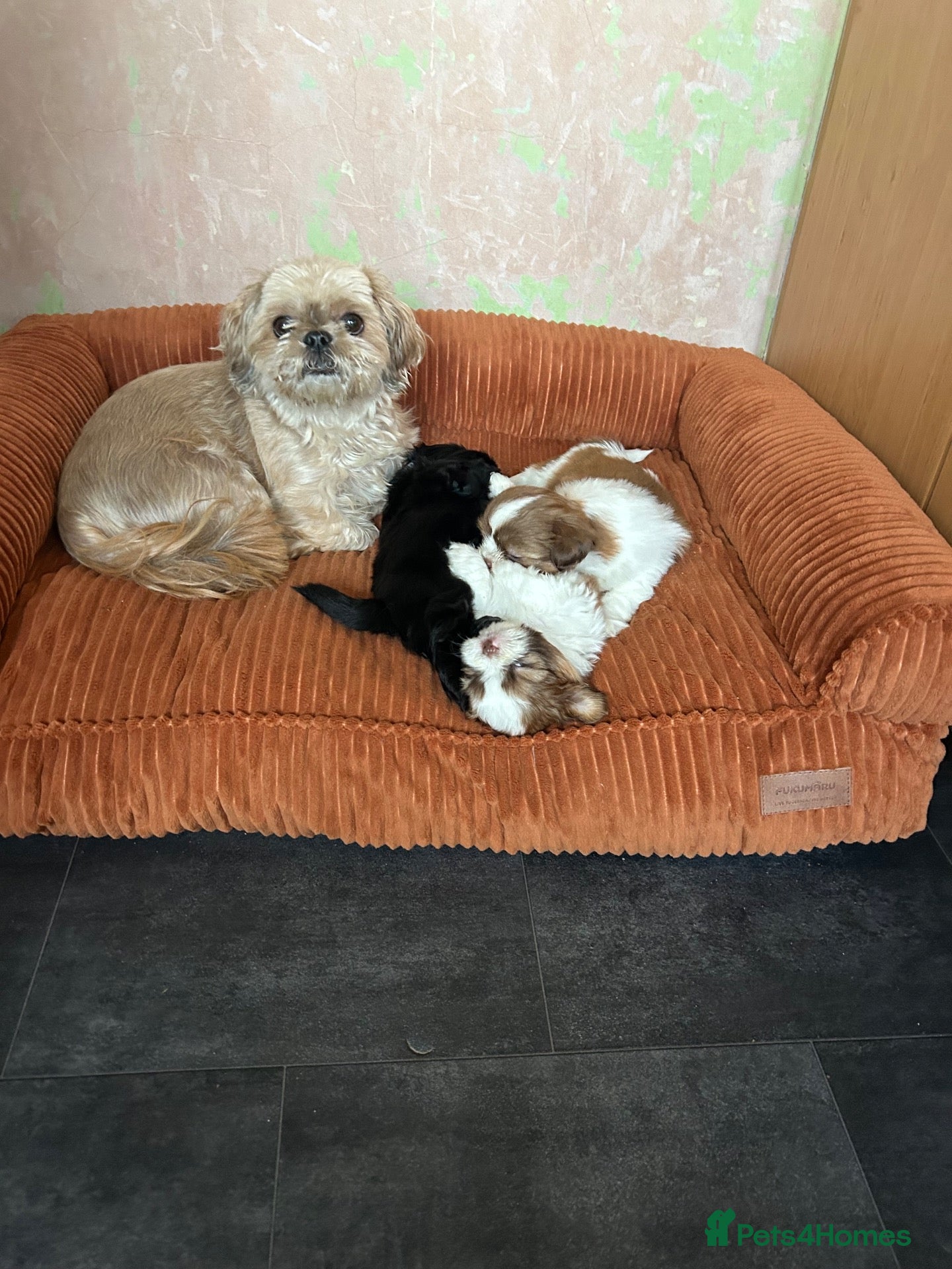 Shih Tzu dogs Beautiful Shih Tzu Puppies Ready 23rd October - Advert 10