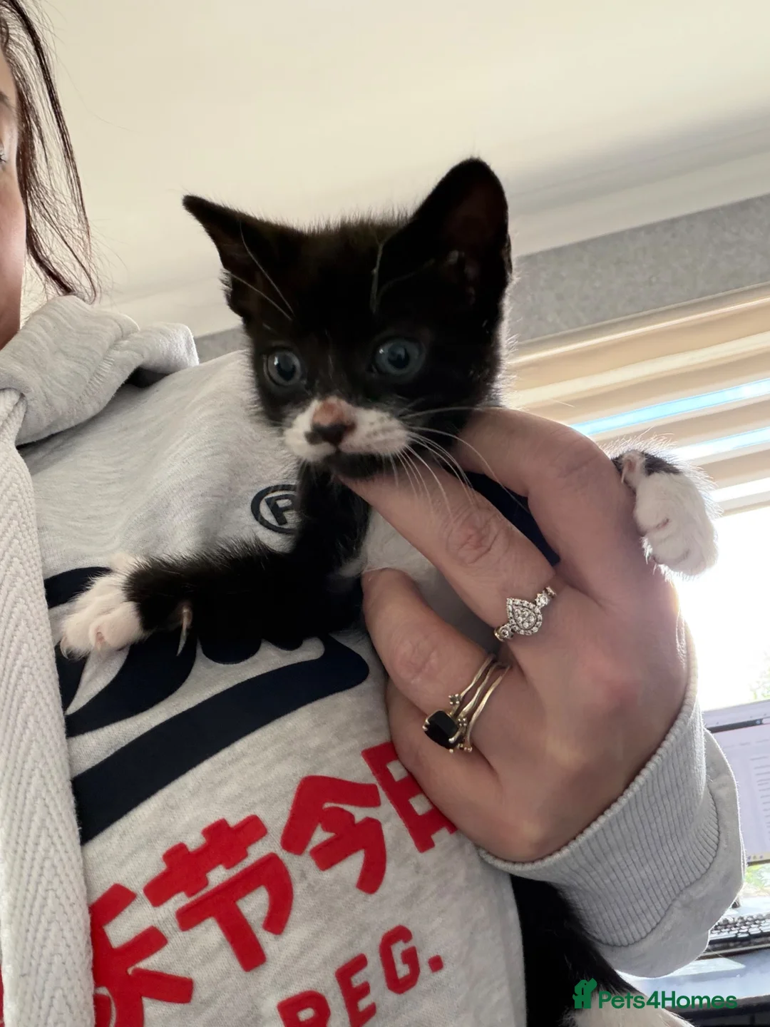 Mixed Breed cats for sale: Little boy ready for his forever home - Advert 3