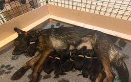 German Shepherd dogs for sale: Scout - Image 1