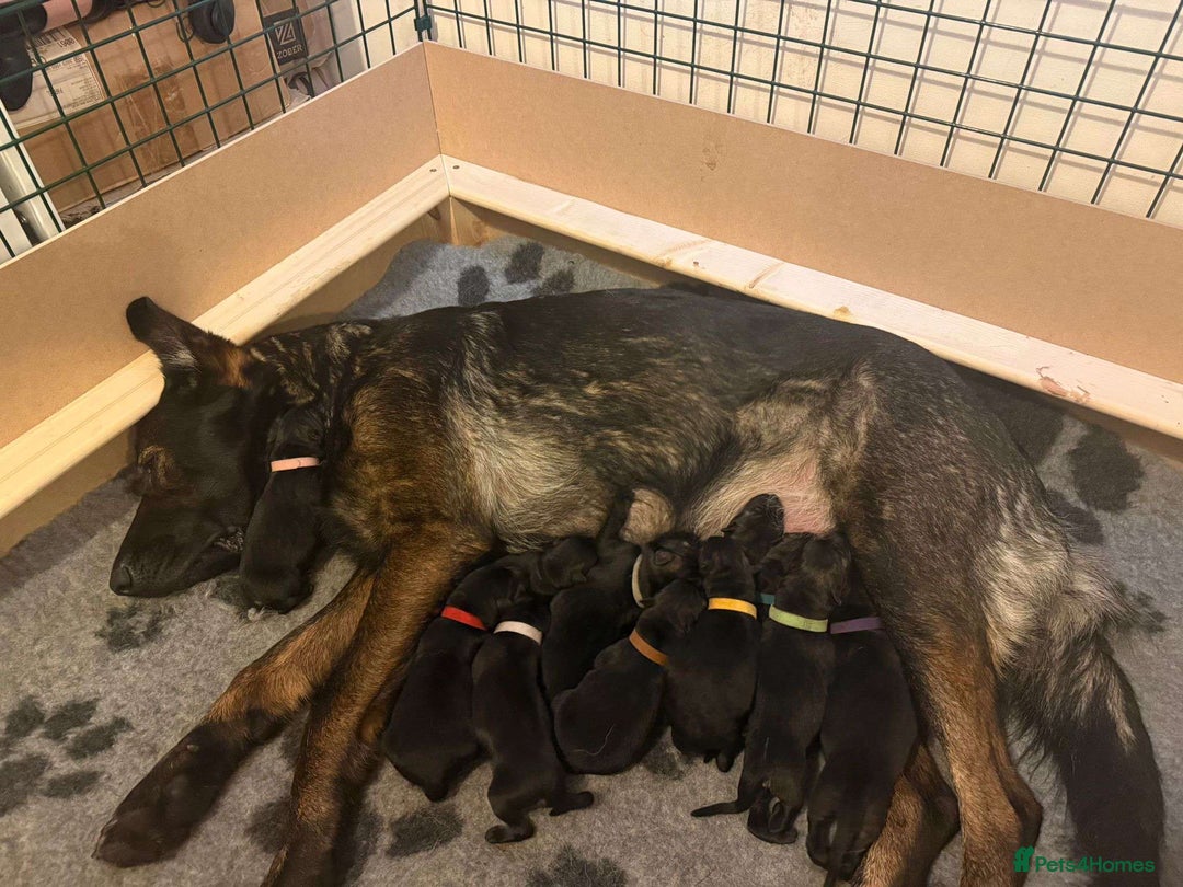 German Shepherd dogs for sale: Scout - Image 1