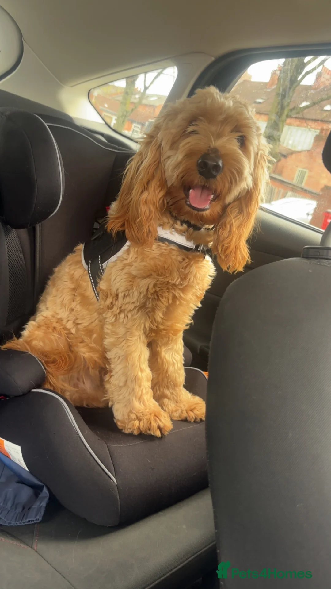 Cockapoo dogs for sale: 1 year old male cockerpoo  in Coventry - Advert 2