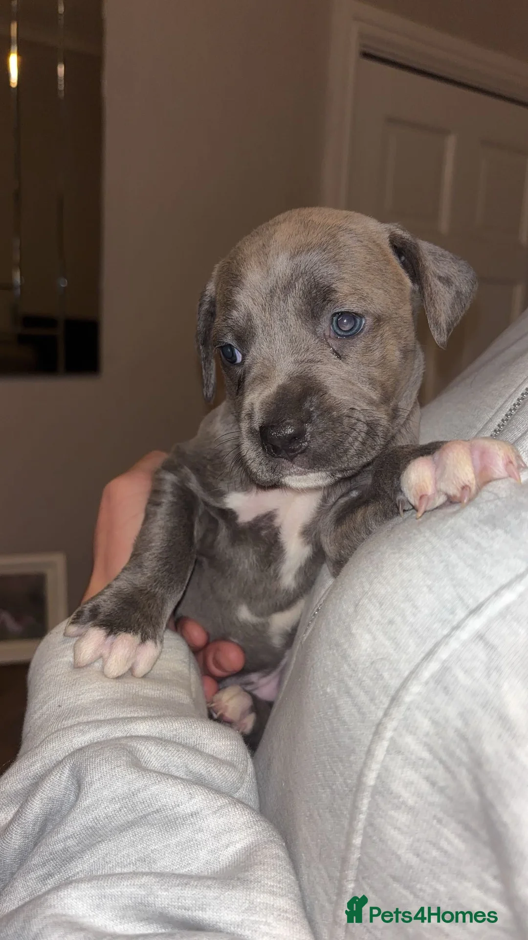 Mixed Breed dogs for sale: Stunning Cane Corso x Presa Canario Puppies  - Advert 12