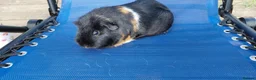 Guinea Pig rodents for sale: 2 adults female guinea pigs and hutch - Advert 4