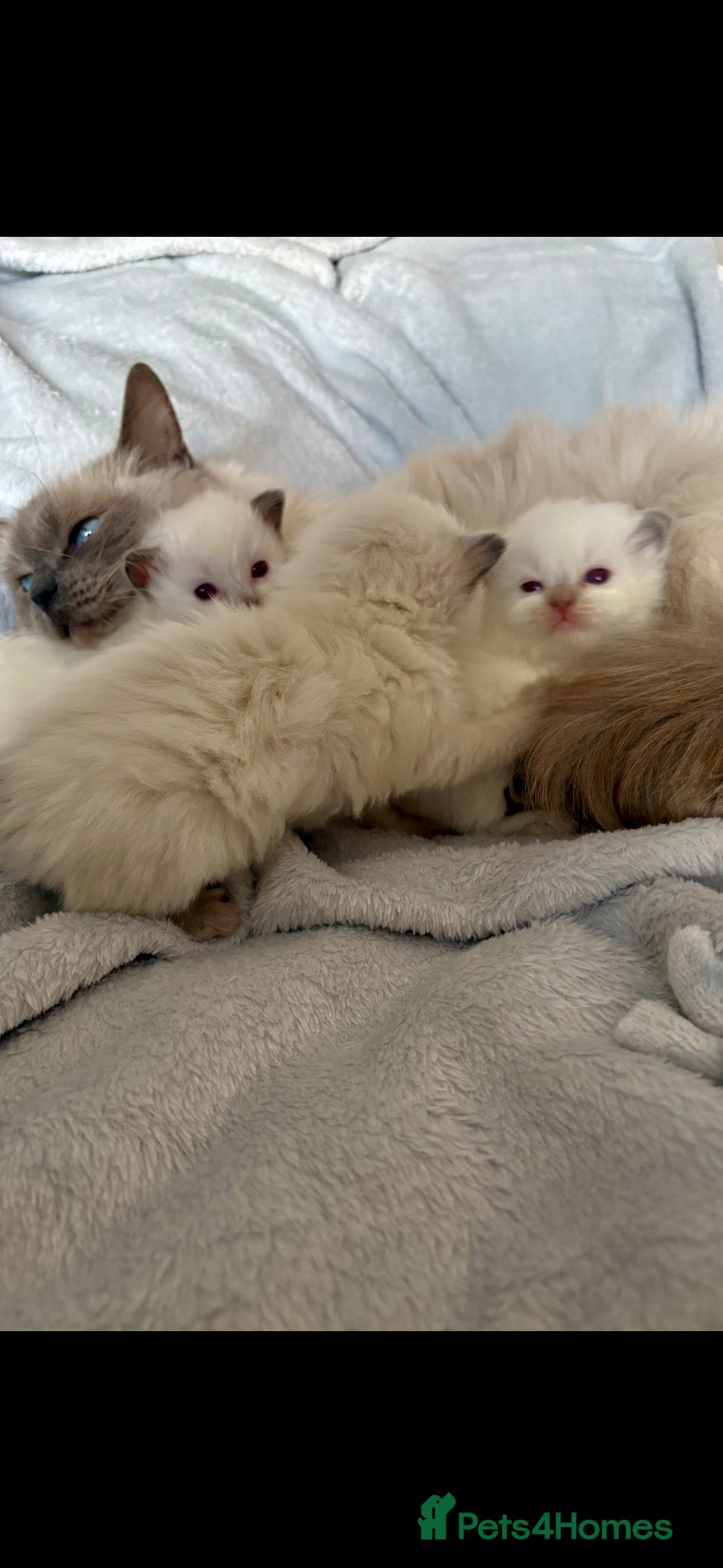 Ragdoll cats 🎀 ADORABLE GCCF Babies 🎀 - Advert 12
