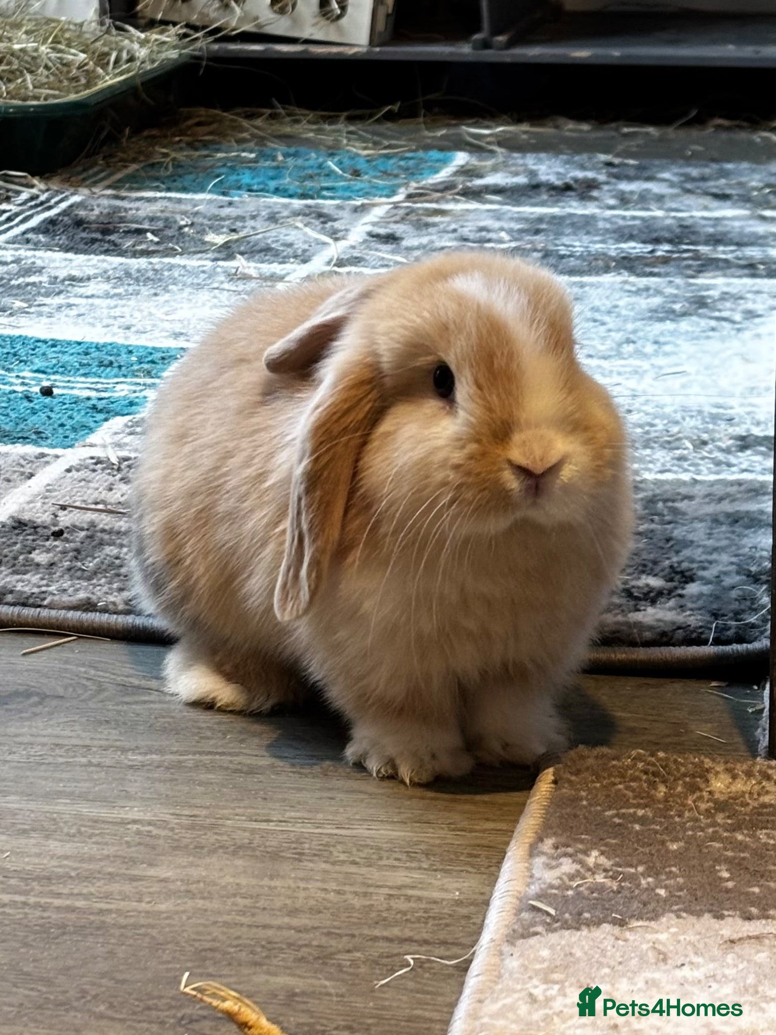 Mini Lop rabbits Born 15th March - 2 baby boys - ready 9th/10th May - Advert 16
