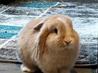 Mini Lop rabbits Born 15th March - 2 baby boys - ready 9th/10th May - Advert 2