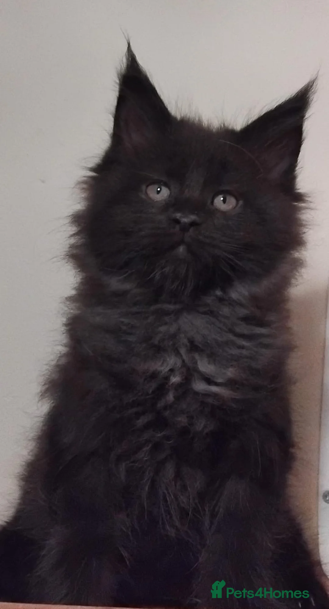 Maine Coon cats for sale: Maine Coons Kittens For Sale  - Advert 5