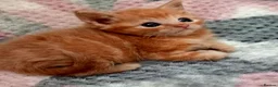 Mixed Breed cats for sale: Ginger tabby boys - Advert 2