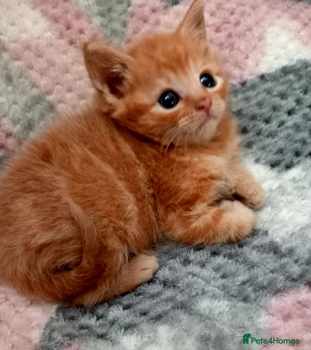 Mixed Breed cats for sale: Ginger tabby boys - Advert 2