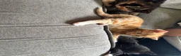 Mixed Breed cats for sale: Female Ginger Kitten - Advert 7