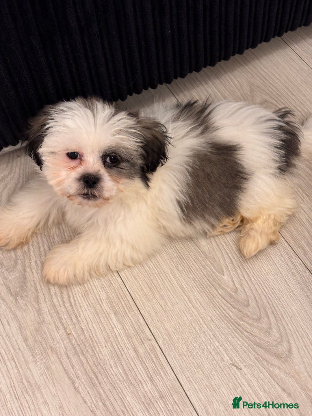 Shih Tzu dogs for sale: 4 beautiful shih tzu - Advert 4