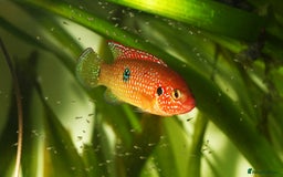 Other/Mixed Breed fish for sale: Jewel cichlid 🐠  - Image 1