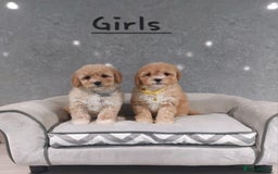 Cavachon dogs for sale: Cavapoochon puppies 🥰 - Image 8