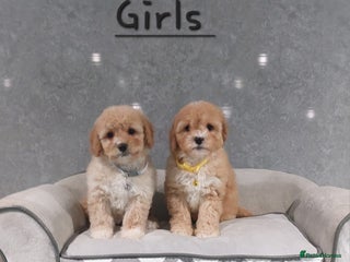 Cavachon dogs - Advert 4