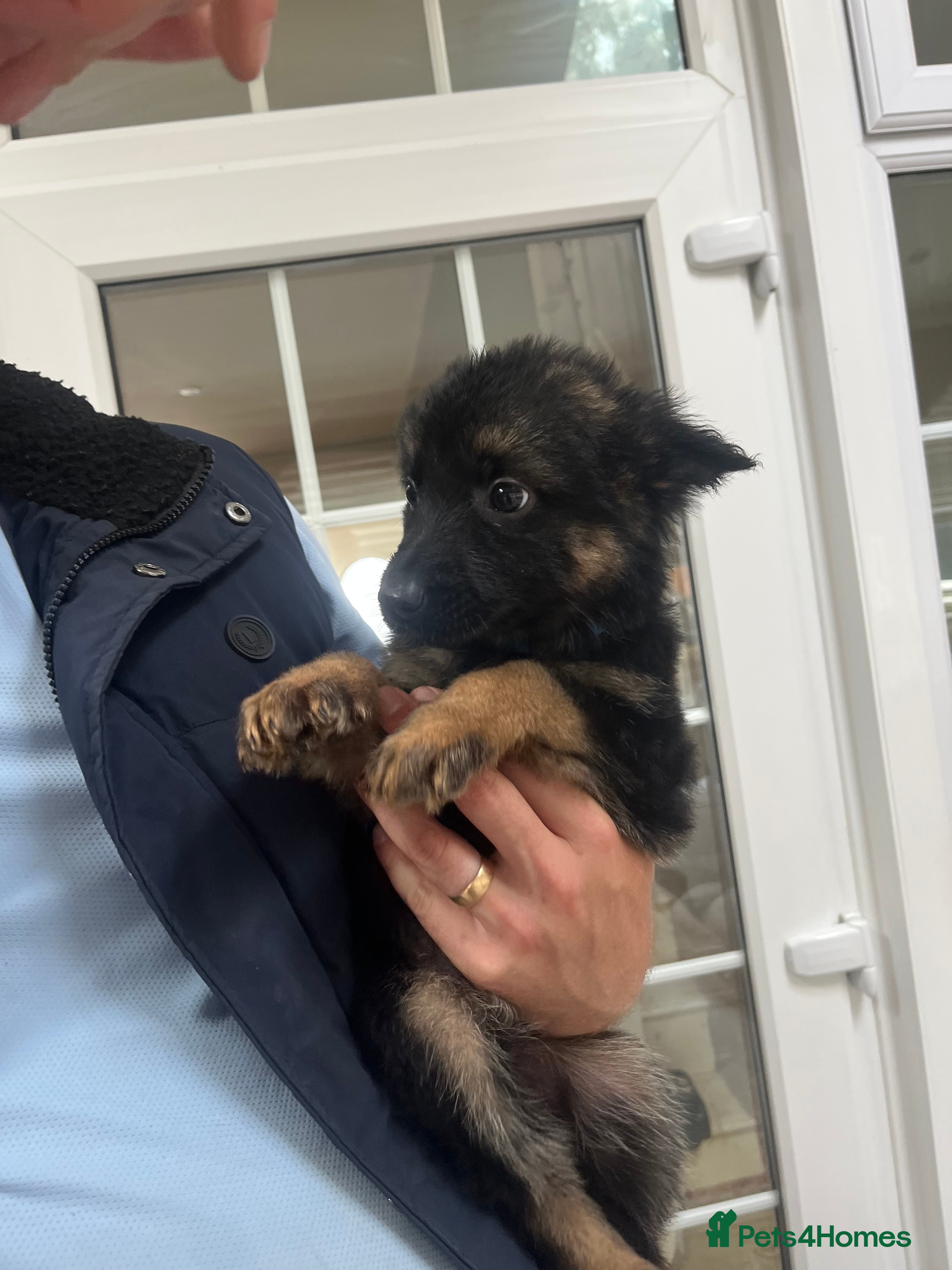 Mixed Breed dogs Ready to leave today 🥰German Shepherd pups  - Advert 2