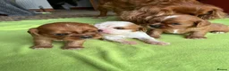 Cavalier King Charles Spaniel dogs for sale: King Charles Cavalier Puppies in Clitheroe - Advert 3