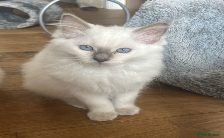 Ragdoll cats - Advert 7