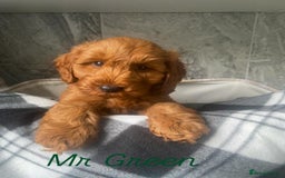 Cavapoo dogs for sale: Stunning Health Tested F1BB Cavapoo’s 🧬 - Image 4