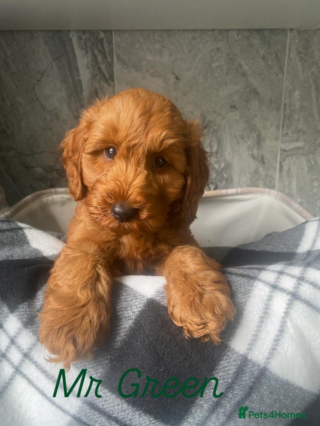 Cavapoo dogs for sale: Stunning Health Tested F1BB Cavapoo’s 🧬 - Image 4