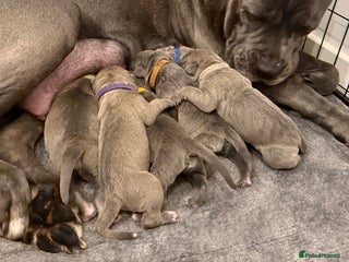 Cane Corso dogs ICCF Registered Cane Corsos - Advert 11