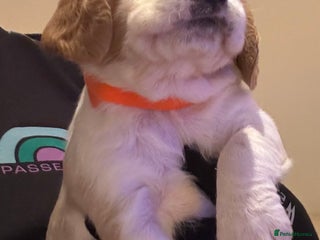 Mixed Breed dogs Cocker-Jack xCavalier King Charles Spaniel Puppies - Advert 5