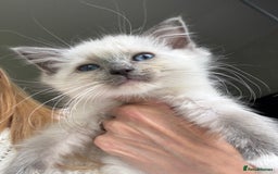 Ragdoll cats for sale: Ragdolls Kittens - Ready Now  - Image 5