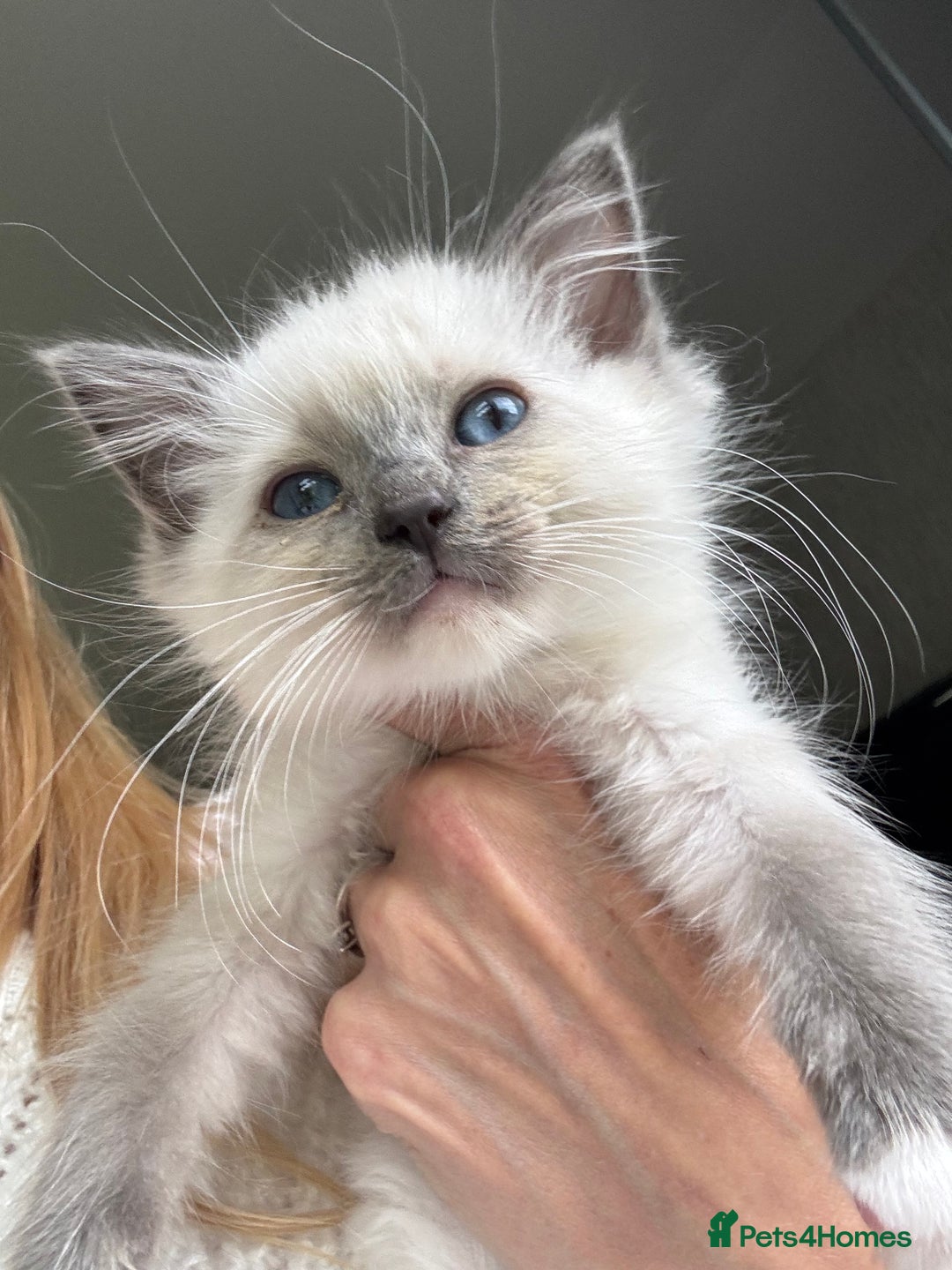 Ragdoll cats for sale: Ragdolls Kittens - Ready Now  - Image 5