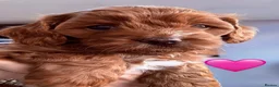 Cavapoo dogs for sale: Stunning Fox Red F1 Cavapoo Puppies H/C  - Advert 20