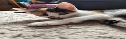 Mixed Breed cats for sale: 2 Beautiful Kittens LEFT!  - Advert 9