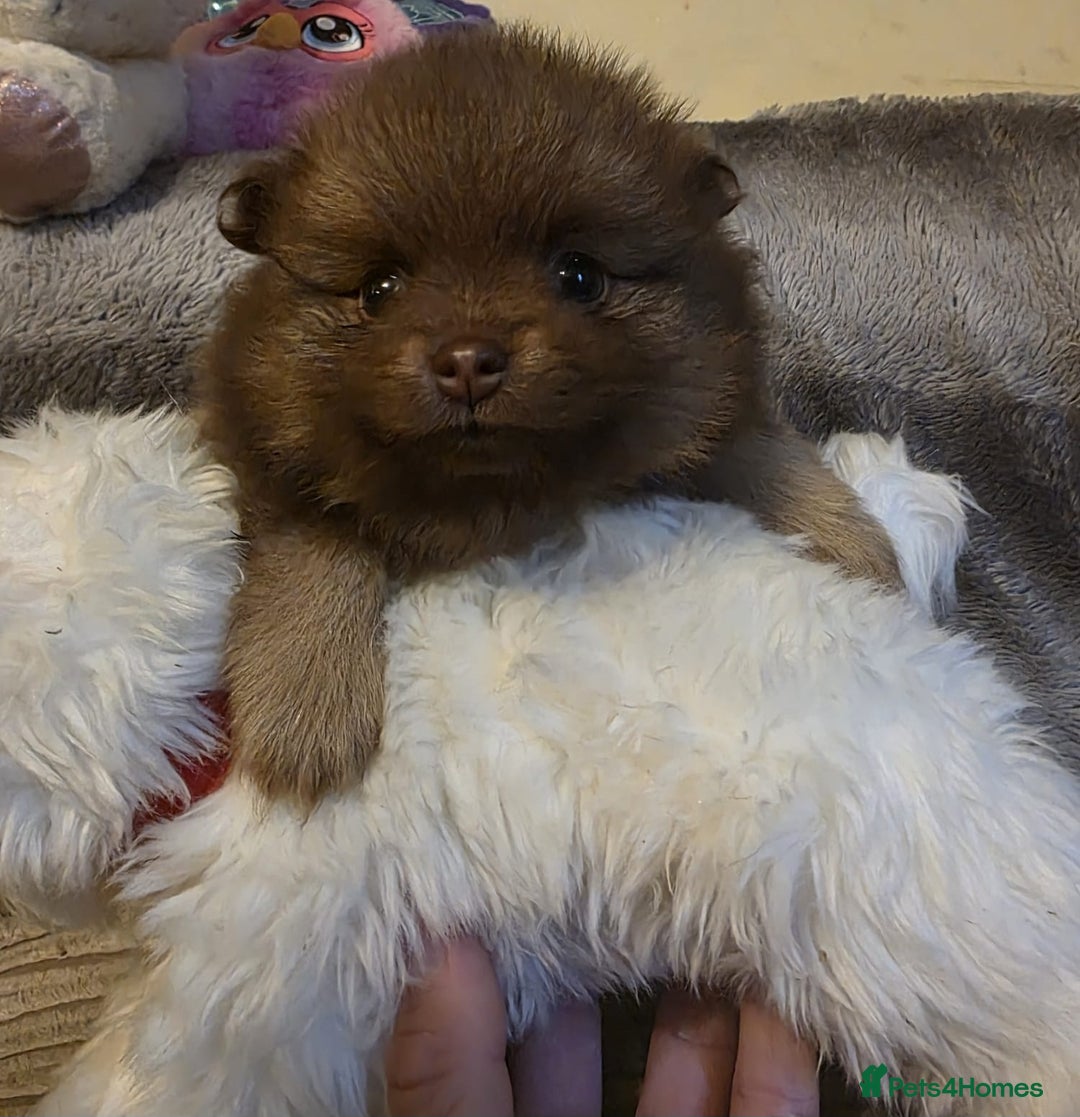 Pomeranian dogs for sale: Rare miniature Teddy face pomeranian puppies  - Image 13