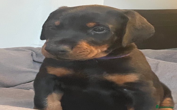 Dobermann dogs - Advert 14