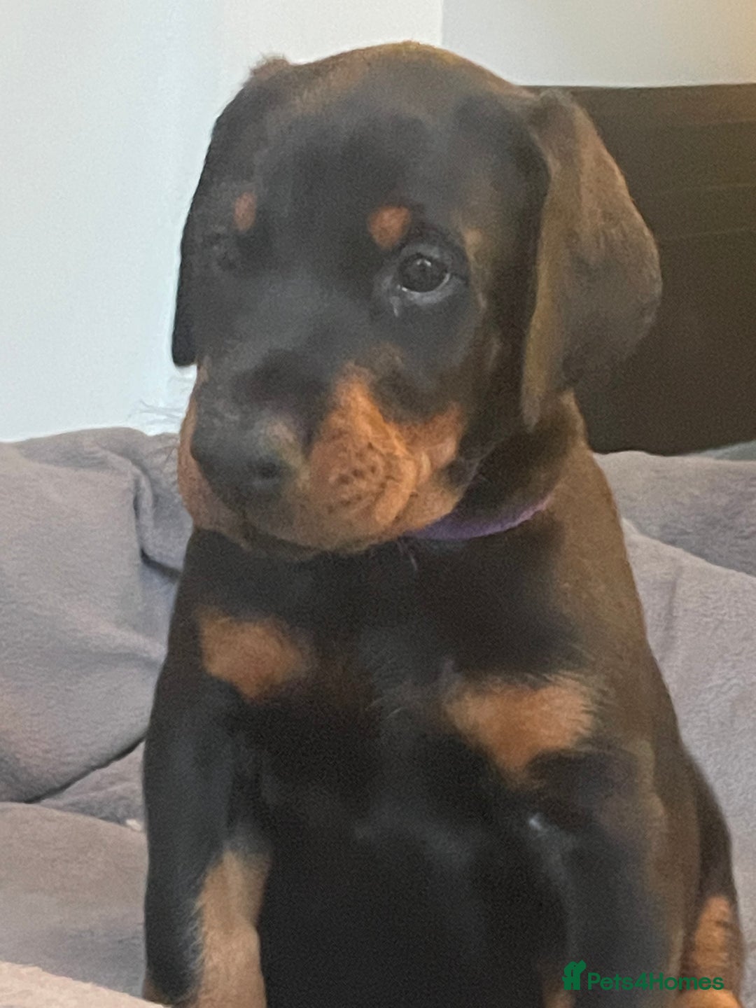 Dobermann dogs for sale: KC REG Fully health tested parents - Image 20