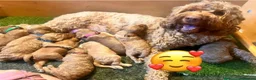 Australian Labradoodle dogs for sale: Australian labradoodle red Male - Advert 2