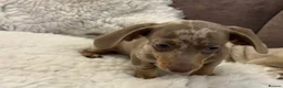 Miniature Dachshund dogs for sale: Very small but cute mini dachshund  - Advert 6