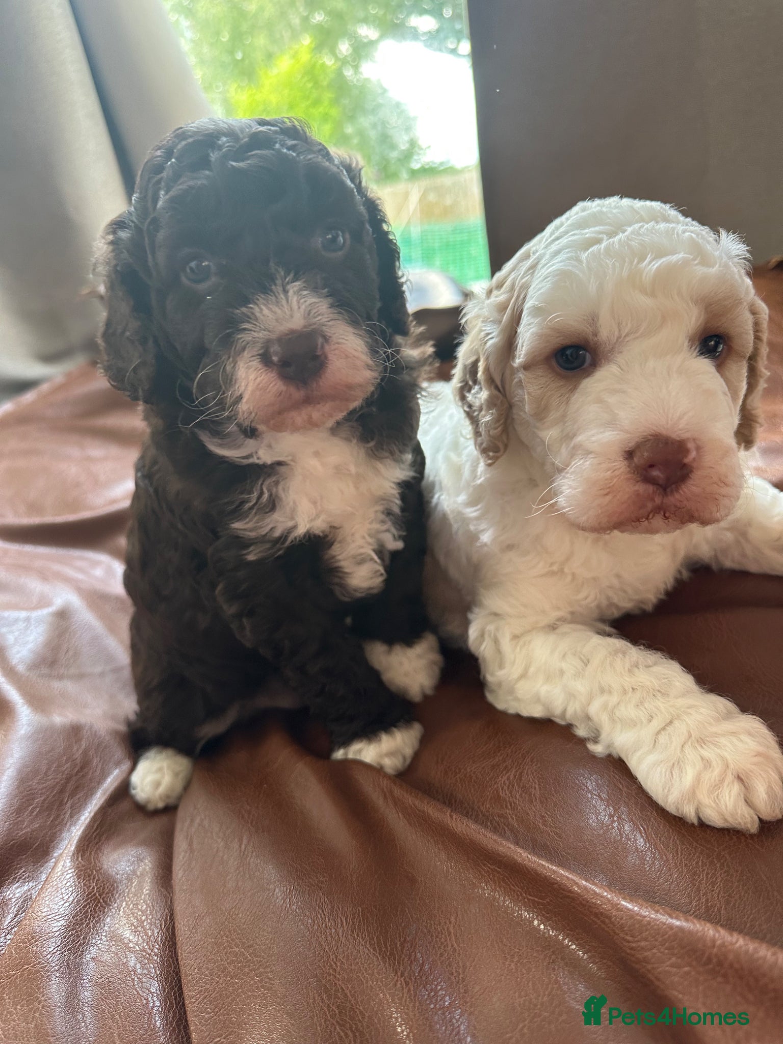 Double Doodle dogs 2 stunning Medium Double doodle puppies - Advert 5