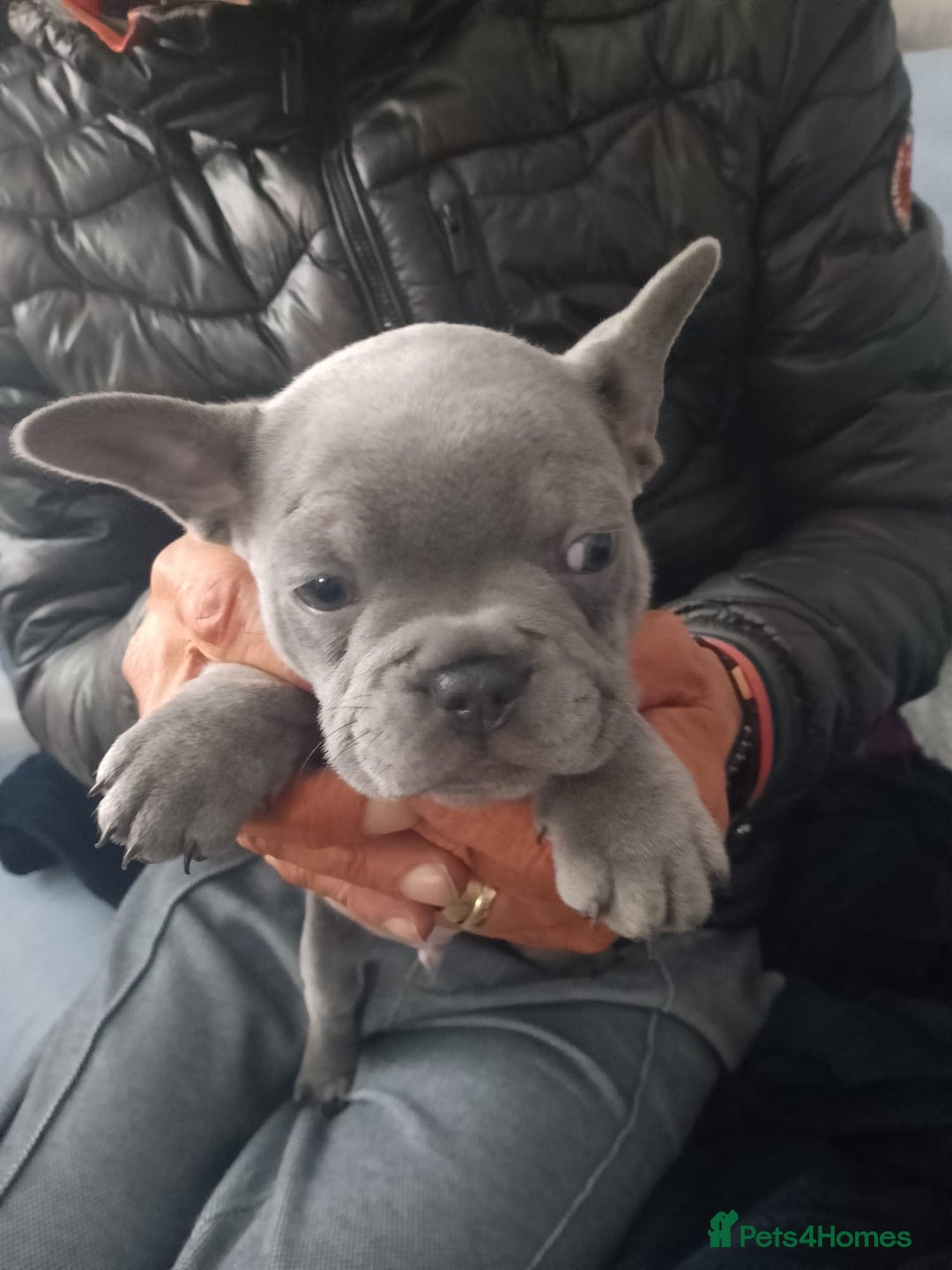 French Bulldog dogs for sale: Adorable Frenchie Puppies - Image 5