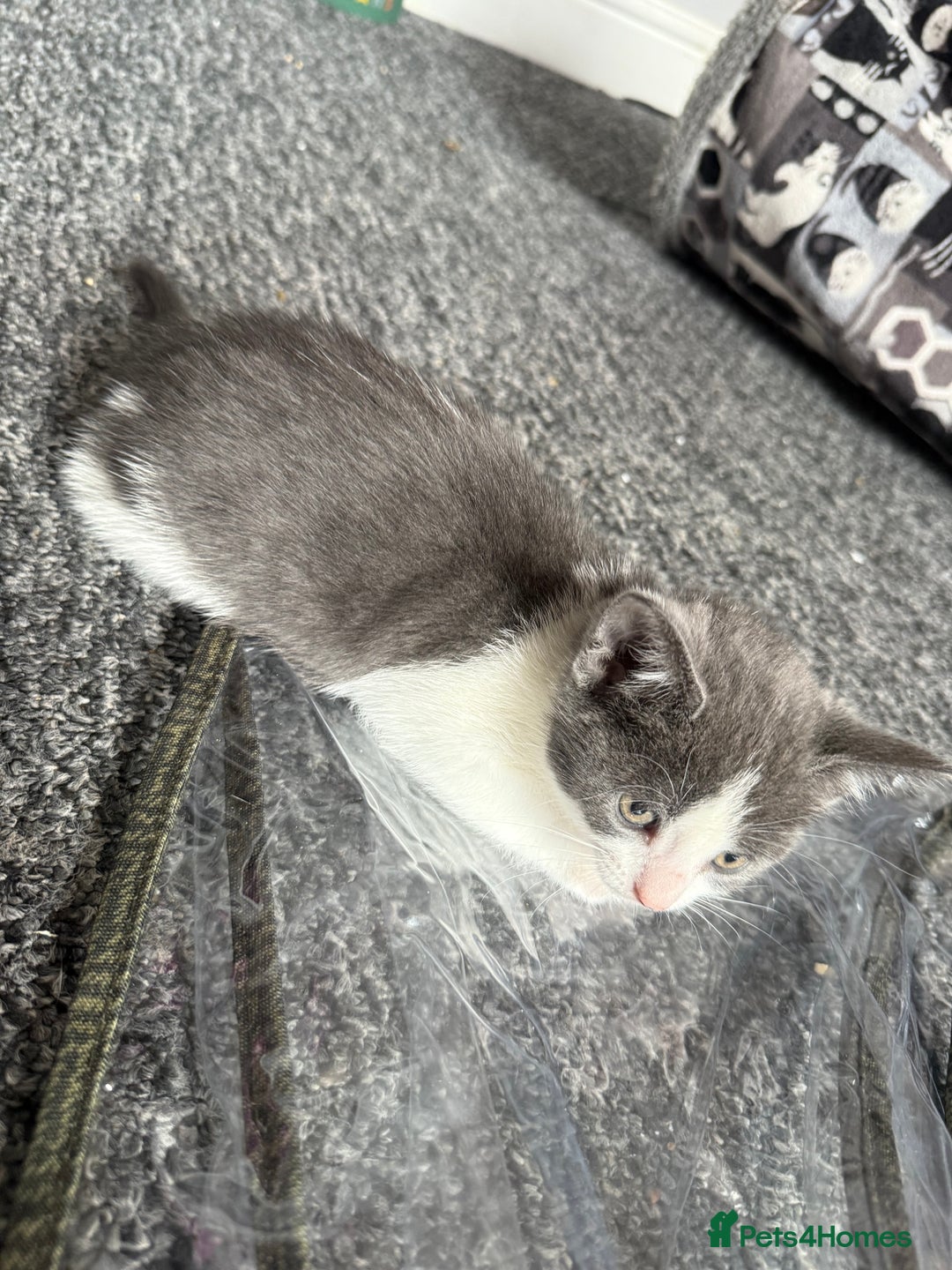 Mixed Breed cats for sale: mixed breed kittens for sale - Image 3