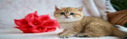 British Shorthair cats for sale: British shorthair available 🦁 - Advert 16