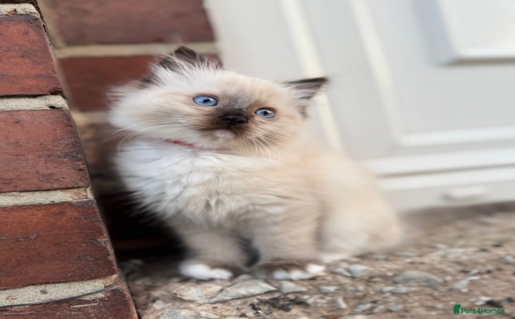 Ragdoll cats - Advert 12