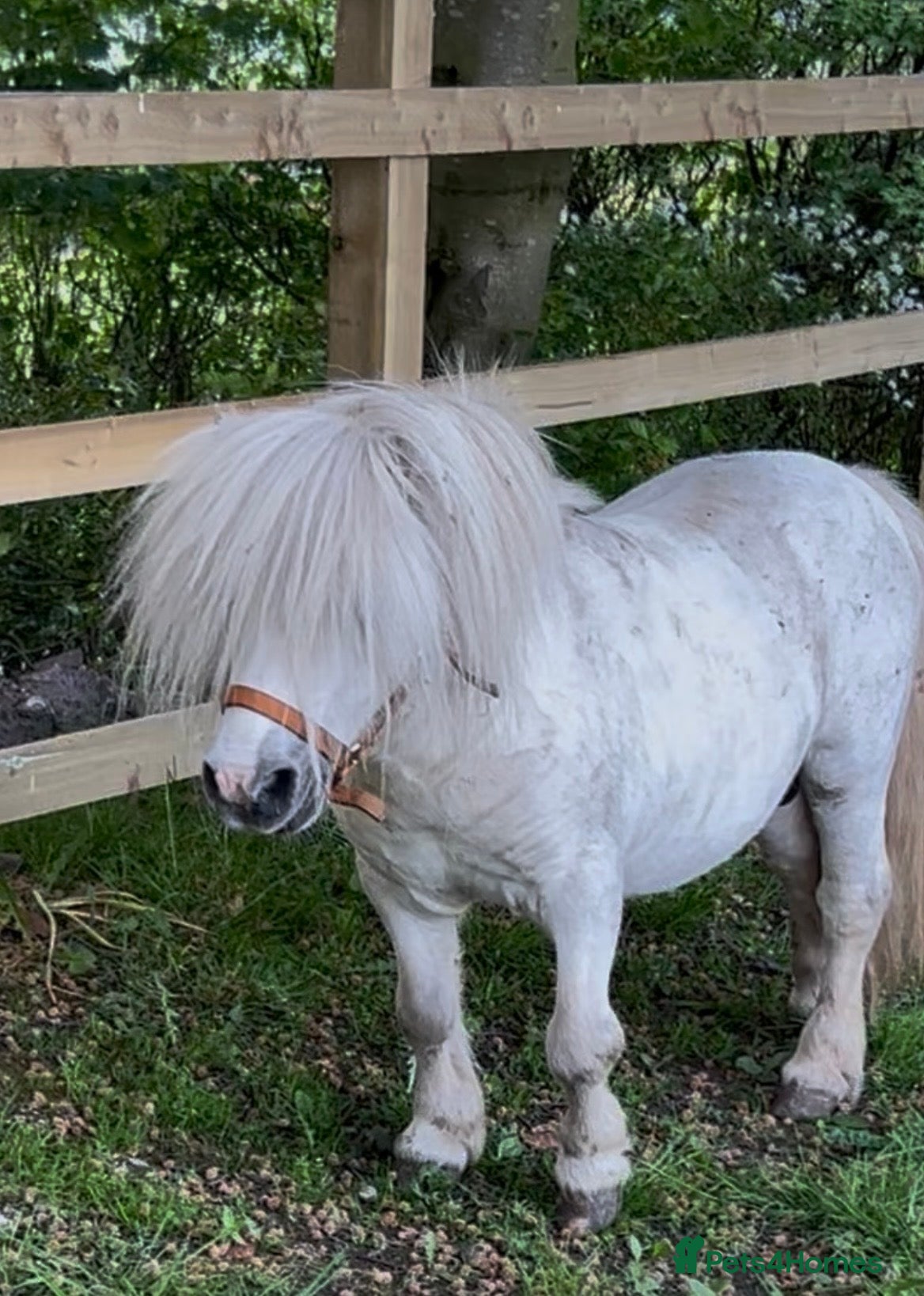 Miniature horses for sale: Miniature Shetland - Friendly & Full of Potential - Advert 1