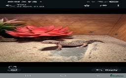 Gecko reptiles for sale: Leopard geko - Image 1